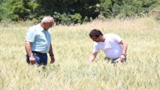 İbradıda dağıtılan ata tohumları hasada hazır