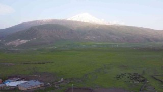 Iğdırda yeşeren meralar koyun sürüleriyle şenlendi