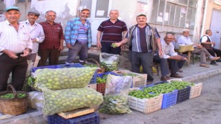 İlek sezonu başladı, kilosu 15 TLye alıcı buluyor