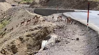 Irak sınırında dağ keçisi sürüsü görüntülendi