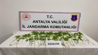 İş yerinin yatakhanesinde kenevir yetiştiren şüpheli yakalandı
