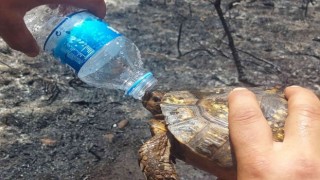 İtfaiyecilerden kaplumbağaya can suyu