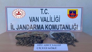 İzinsiz salep soğanı toplayana para cezası