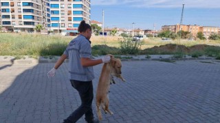 İzmirde zehirlenen kedi ve köpekler telef oldu