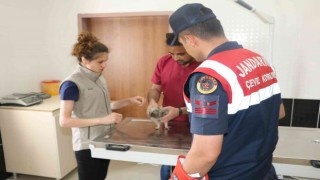 Jandarma HAYDİ timlerinden yavru baykuşa şefkat eli