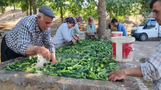 Kahramanmaraş salatalığı sofralardaki yerini aldı