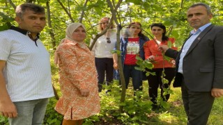 Kahverengi Kokarca mücadelesi için tuzaklar kuruldu