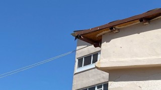 Kanadı çatıya sıkışan karga kurtarıldı