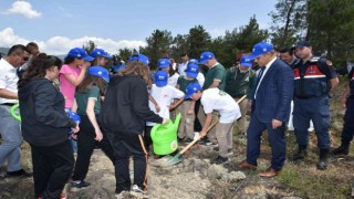 Karabükte küle dönen orman dikilen fidanlarla yeşillenecek