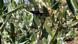 Karacasuda zeytin ağaçlarını çekirgeler istila etti