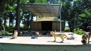 Kasabalı kedilere ‘oba konforu