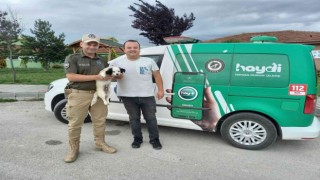 Kaybolan köpeği HAYDİ ekipleri buldu
