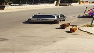 Keçileri kaçıran sürücü kamerada...