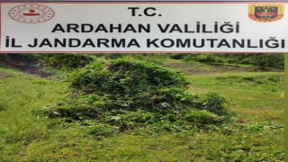 Kendiliğinden yetişen 5 bin 340 kök kenevir bitkisi imha edildi
