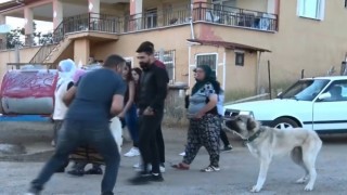 Kendinden geçmiş halde davul çalıyordu, köpeğin havlaması ile neye uğradığını şaşırdı
