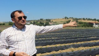 Kent ekonomisine büyük katkı: Tohumdan ağaca kadar her şeyi belediye üretiyor