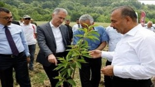 Kestane yeniden eski günlerine dönecek