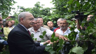 Kılıçdaroğlu: Fındık Karadeniz Bölgesinin stratejik ürünüdür