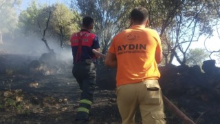 Koçarlıda zeytinlik alanda yangın