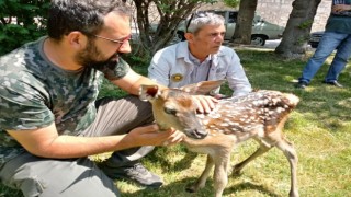 Köpeklerin saldırısına uğrayan kızıl geyik yavrusu tedavi altına alındı