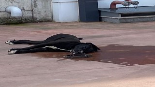 Köpekleriyle kavga etti diye karşı firmanın köpeğini döverek öldürdüler