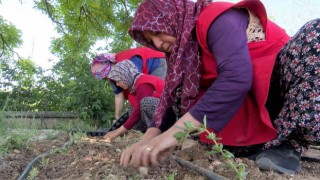 Korkutelinde kadınlar tıbbi ve aromatik bitki yetiştirecek