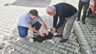 Kuduz hastalığı ile mücadele çalışmaları sürüyor