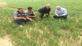 Kuluda bu yıl mercimek, nohut ve kimyonda yüksek rekolte bekleniyor