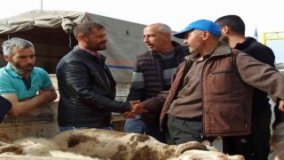 Kurban Bayramının yaklaşması ile küçükbaş hayvan pazarında hareketlilik başladı
