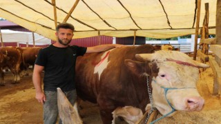 Kurban pazarının 1,3 tonluk Şampiyonu