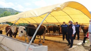 Kurbanlık hayvan alış, satış ve kesimlerinde dikkat edilecek hususlar