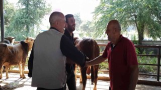 Kurbanlıklar pazara indi sıkı pazarlıklar başladı