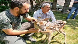 Kütahyada köpek saldırısına uğrayan kızıl geyik yavrusu koruma altına alındı