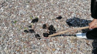 Manavgatta ölü deniz tavşanları sahile vurdu