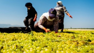 Manisa Büyükşehirden üzüm üreticisine 100 bin sepet desteği