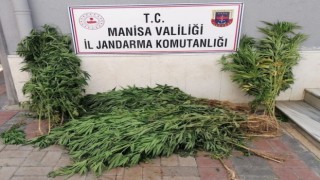 Manisada iki ilçede kenevir operasyonu