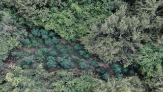 Manisada ormanlık alanda 167 kök kenevir ele geçirildi