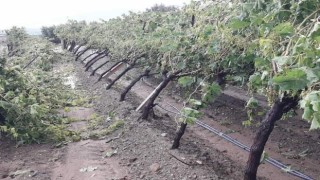 Manisada şiddetli dolu yağışı bağlarda zarara yol açtı