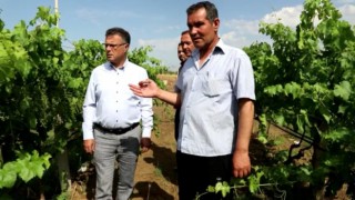 Manisada üzüm bağlarını dolu vurdu
