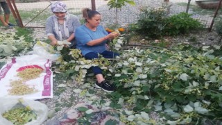 Manyasta ıhlamur hasadı başladı