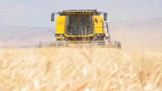Mardinde sulu tarım arazilerinde buğday rekoltesi sevindiriyor