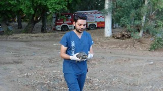 Marmaristeki Yangında dumandan zehirlenen kaplumbağa hayata döndürüldü