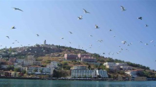 Martının yuttuğu olta iğnesi ameliyatla çıkarıldı