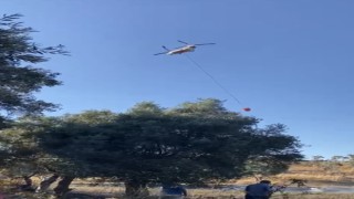 Milasta 50 dönüm zeytinlik alan yangında zarar gördü