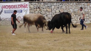 Milasta boğa güreşleri nefes kesti