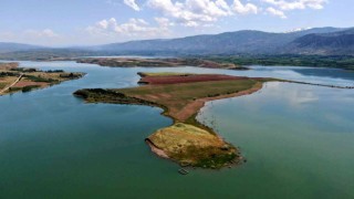 Milyonluk adaya müşteri çıkmadı, onlarda atayı sürüp yem bitkisi ekti