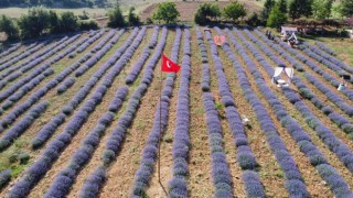 Mor tarlaların hanımağaları