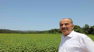 Mudanya Belediyesinin ayçiçekleri hasada hazırlanıyor