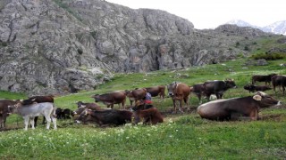 Munzur Dağlarında iç ısıtan görüntü; Dağ keçileriyle inek sürüsü bir arada