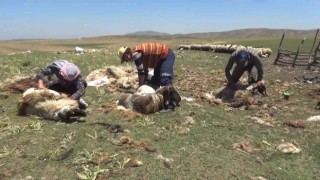 Muşta koyunların kırkımına başlandı